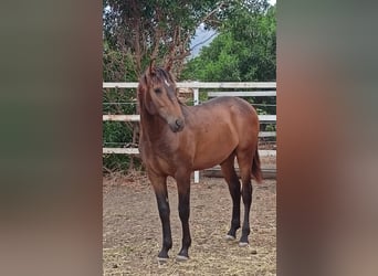 PRE Croisé, Étalon, 1 Année, 162 cm, Buckskin