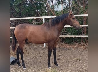 PRE Croisé, Étalon, 1 Année, 162 cm, Buckskin