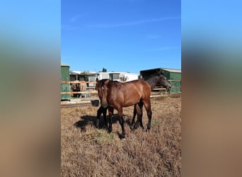 PRE Croisé, Étalon, 1 Année, 162 cm, Buckskin