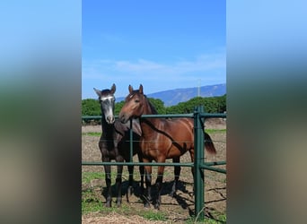 PRE Croisé, Étalon, 1 Année, 162 cm, Buckskin