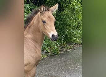 PRE, Étalon, 1 Année, 162 cm, Buckskin