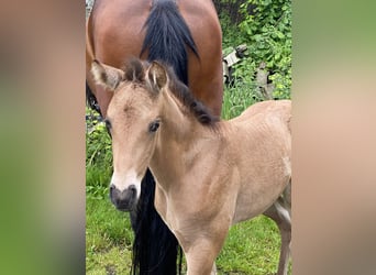 PRE, Étalon, 1 Année, 162 cm, Buckskin