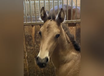 PRE, Étalon, 1 Année, 162 cm, Buckskin