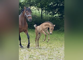 PRE, Étalon, 1 Année, 162 cm, Buckskin