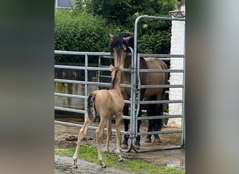 PRE, Étalon, 1 Année, 162 cm, Buckskin