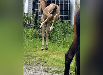 PRE, Étalon, 1 Année, 162 cm, Buckskin