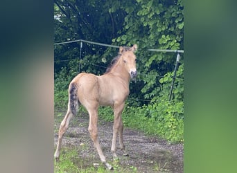 PRE, Étalon, 1 Année, 162 cm, Buckskin