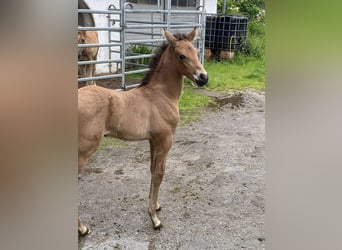 PRE, Étalon, 1 Année, 162 cm, Buckskin