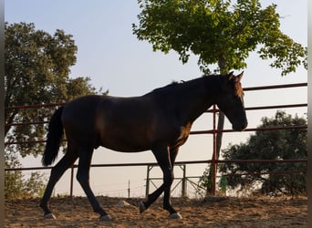 PRE Croisé, Étalon, 1 Année, 162 cm, Noir