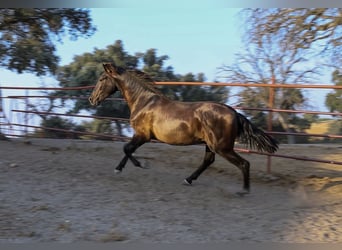 PRE Croisé, Étalon, 1 Année, 162 cm, Noir