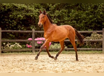 PRE Croisé, Étalon, 1 Année, 163 cm, Bai