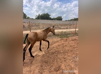 PRE, Étalon, 1 Année, 163 cm, Buckskin