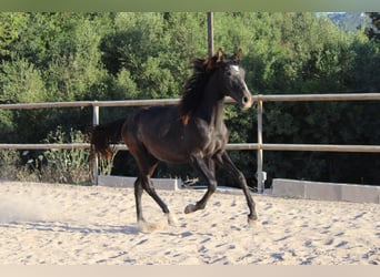 PRE, Étalon, 1 Année, 163 cm, Gris