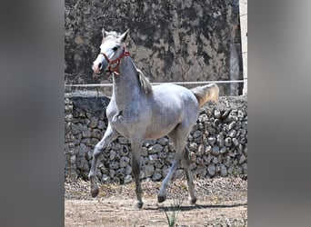 PRE Croisé, Étalon, 1 Année, 163 cm, Gris