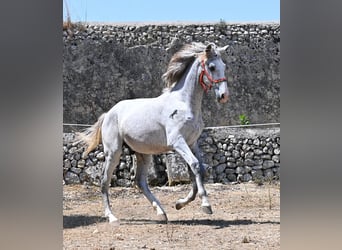 PRE Croisé, Étalon, 1 Année, 163 cm, Gris