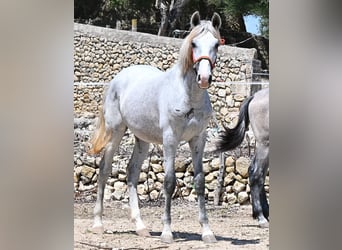 PRE Croisé, Étalon, 1 Année, 163 cm, Gris