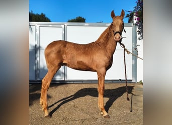 PRE Croisé, Étalon, 1 Année, 163 cm, Perle