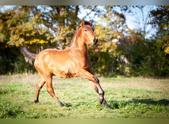 PRE Croisé, Étalon, 1 Année, 164 cm, Bai