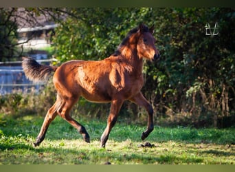 PRE Croisé, Étalon, 1 Année, 164 cm, Bai