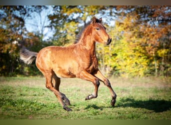 PRE Croisé, Étalon, 1 Année, 164 cm, Bai