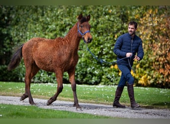 PRE Croisé, Étalon, 1 Année, 164 cm, Bai
