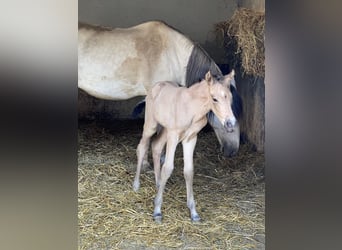 PRE, Étalon, 1 Année, 164 cm, Isabelle