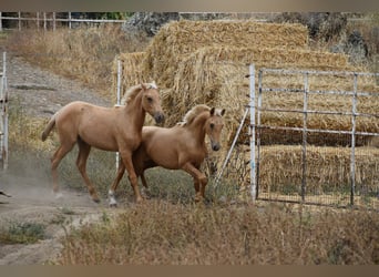 PRE Croisé, Étalon, 1 Année, 164 cm, Palomino