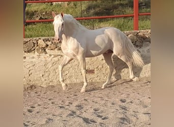 PRE Croisé, Étalon, 1 Année, 164 cm, Palomino