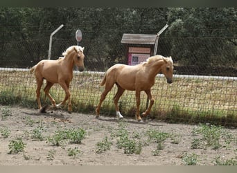 PRE Croisé, Étalon, 1 Année, 164 cm, Palomino