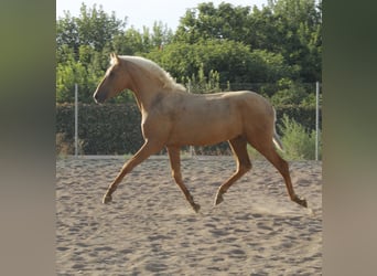 PRE Croisé, Étalon, 1 Année, 164 cm, Palomino
