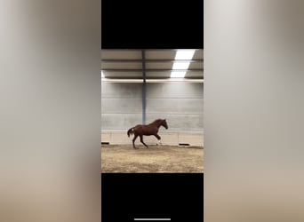 PRE Croisé, Étalon, 1 Année, 165 cm, Alezan