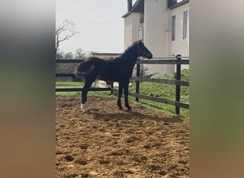 PRE Croisé, Étalon, 1 Année, 165 cm, Bai brun
