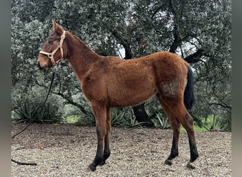 PRE Croisé, Étalon, 1 Année, 165 cm, Bai