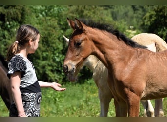 PRE, Étalon, 1 Année, 165 cm, Bai cerise