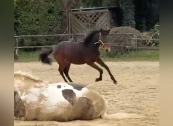 PRE Croisé, Étalon, 1 Année, 165 cm, Bai