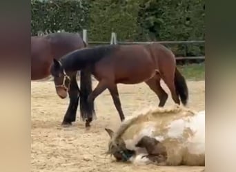 PRE Croisé, Étalon, 1 Année, 165 cm, Bai