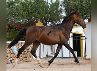 PRE Croisé, Étalon, 1 Année, 165 cm, Bai