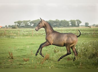 PRE, Étalon, 1 Année, 165 cm, Gris