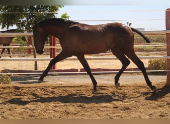PRE, Étalon, 1 Année, 165 cm, Noir