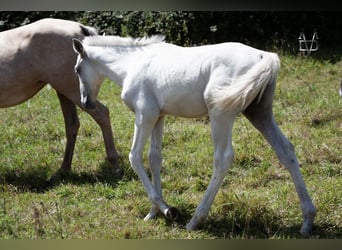 PRE Croisé, Étalon, 1 Année, 165 cm, Palomino