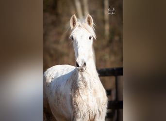 PRE Croisé, Étalon, 1 Année, 165 cm, Palomino