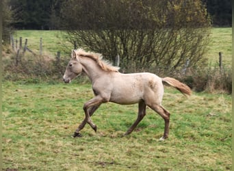 PRE, Étalon, 1 Année, 165 cm, Perle