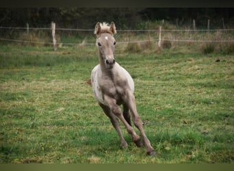 PRE, Étalon, 1 Année, 165 cm, Perle