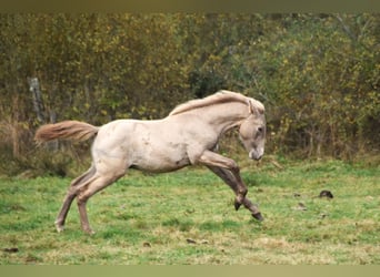 PRE, Étalon, 1 Année, 165 cm, Perle