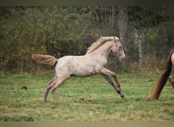 PRE, Étalon, 1 Année, 165 cm, Perle