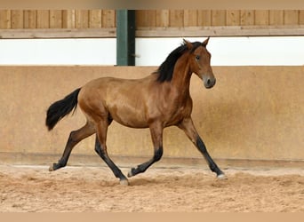 PRE Croisé, Étalon, 1 Année, 167 cm, Bai