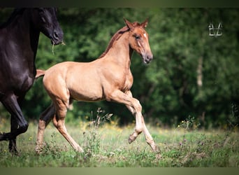 PRE Croisé, Étalon, 1 Année, 168 cm, Alezan