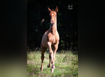 PRE Croisé, Étalon, 1 Année, 168 cm, Alezan