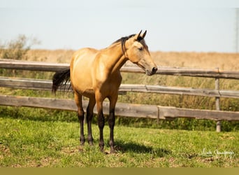 PRE Croisé, Étalon, 1 Année, 168 cm, Buckskin