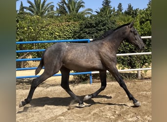 PRE Croisé, Étalon, 1 Année, 170 cm, Gris